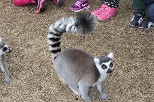 小动物喂食图片,小动物喂食瞬间捕捉