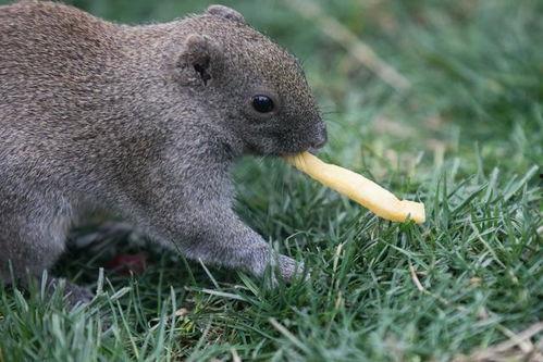 小动物喂食图片,小动物喂食瞬间捕捉